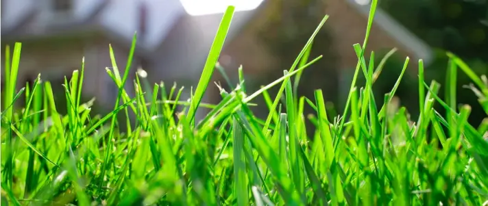 Local lawn service gallery