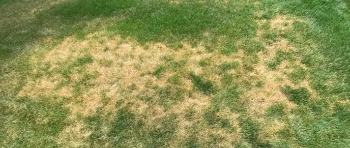 Local lawn service gallery