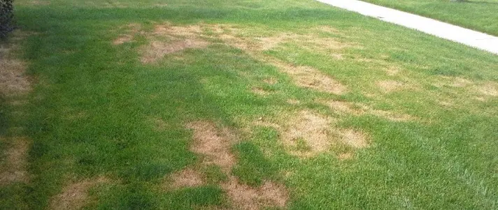 Local lawn service gallery