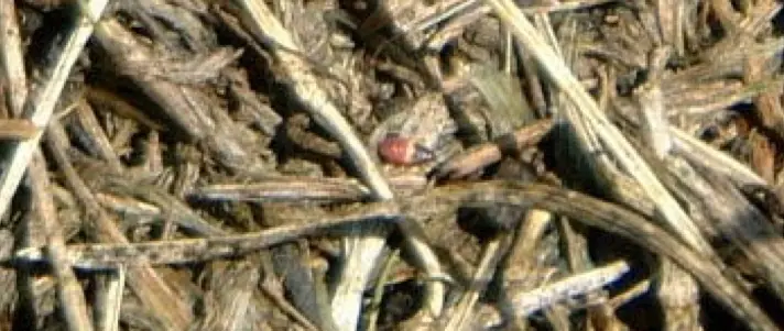 Local lawn service gallery