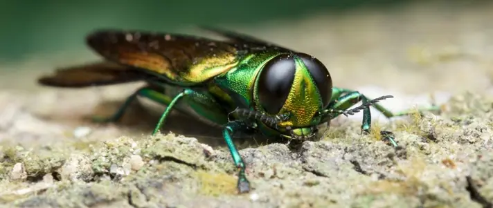 Local tree and shrub service gallery