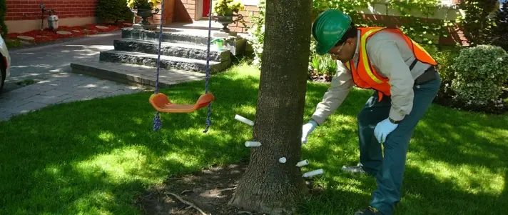 Local tree and shrub service gallery