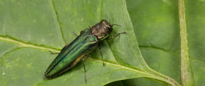 Local tree and shrub service gallery