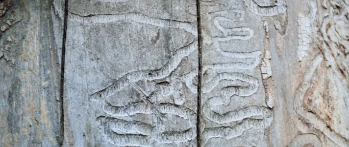 Local tree and shrub service gallery