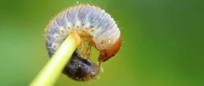 Local tree and shrub service gallery