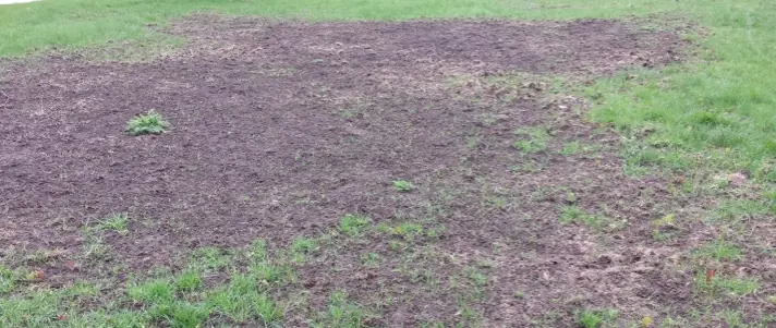 Local tree and shrub service gallery