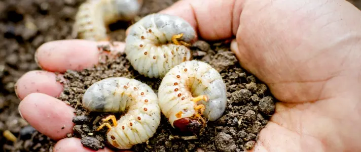 Local tree and shrub service gallery