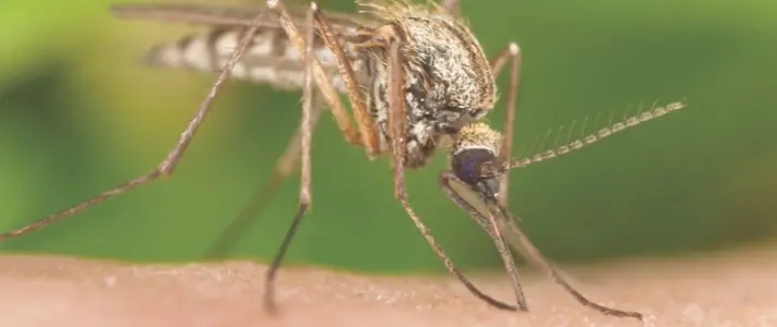 Local mosquito defense gallery