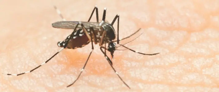 Local mosquito defense gallery