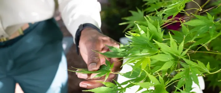 Local tree and shrub service gallery