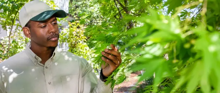 Local tree and shrub service gallery