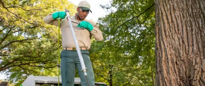 Local tree and shrub service gallery