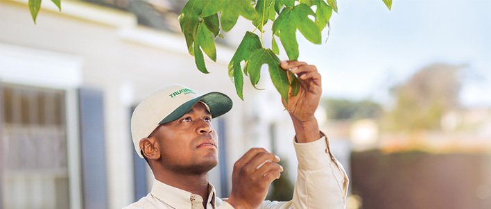 Tree And Shrub Care Trugreen Canada