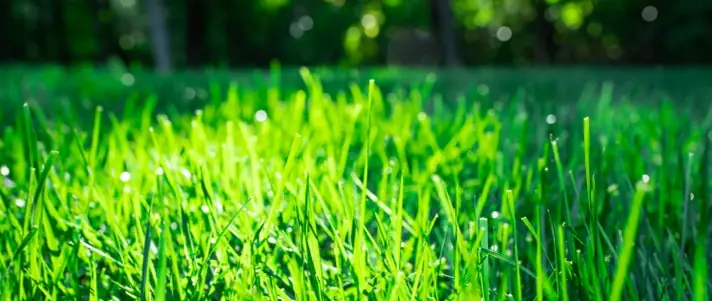 Local lawn service gallery